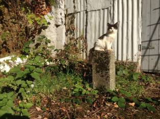 12168042_10153777812224416_2127619357_n